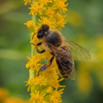 Μελισσοκομικά