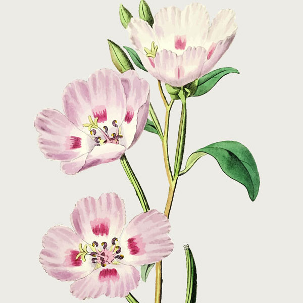 Νυχτολούλουδο (Primrose)