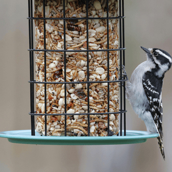Τροφή για πουλιά