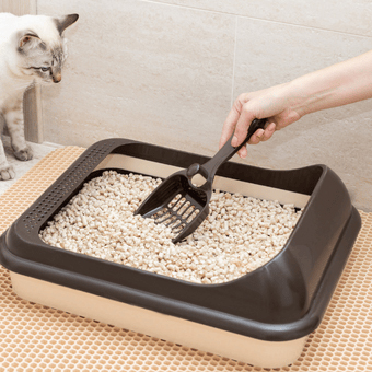 Άμμος Υγιεινής