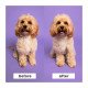 Pet Teezer Detangling & Dog Grooming Brush Βούρτσα για Σκυλιά Μεσαίου & Μεγάλου Μεγέθους Φούξια/Κίτρινο, 1τμχ