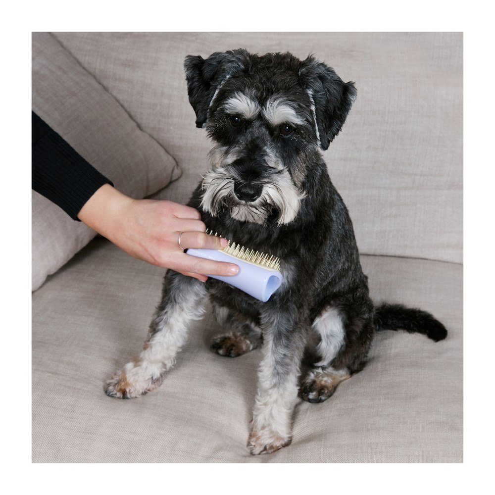 Pet Teezer Detangling & Dog Grooming Brush Βούρτσα για Σκυλιά Μικρού Μεγέθους Μωβ/Κίτρινο, 1τμχ
