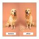 Pet Teezer Detangling & Dog Grooming Brush Βούρτσα για Σκυλιά Μεσαίου & Μεγάλου Μεγέθους Βεραμάν/Ροζ, 1τμχ Pet Teezer Detangling & Dog Grooming Brush Βούρτσα για Σκυλιά Μεσαίου & Μεγάλου Μεγέθους Βεραμάν/Ροζ, 1τμχ