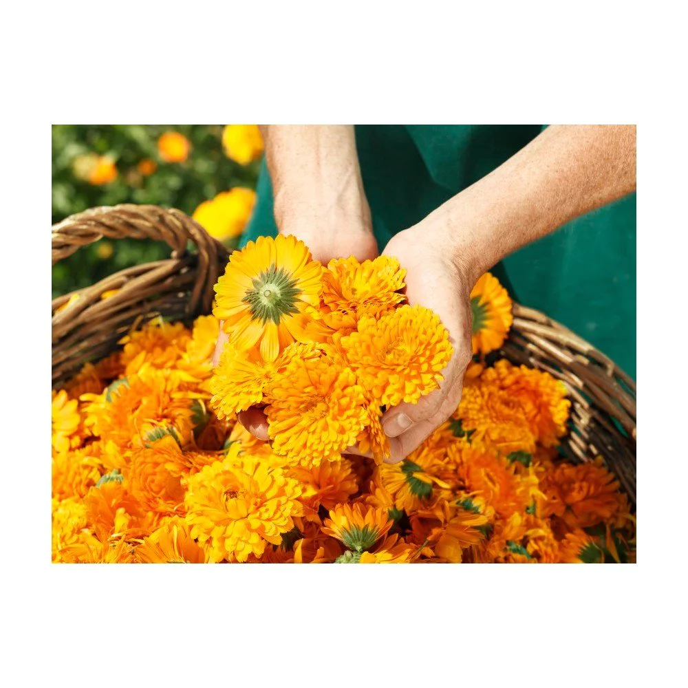 Weleda Baby Calendula Cream Ενυδατική & Προστατευτική Κρέμα Καλέντουλας για Βρέφη για Σώμα & Πρόσωπο, 75ml