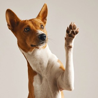Pet