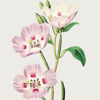 Νυχτολούλουδο (Primrose)